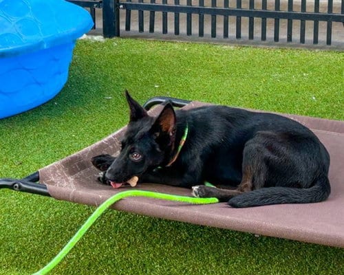 Photo of Jung Kook, adoptable German Shepherd Dog in Waco, Texas
