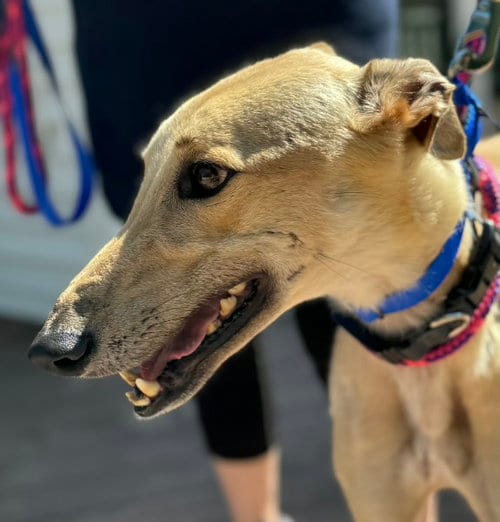 Photo of Lemon, adoptable Greyhound in Millsboro DELAWARE, New Jersey