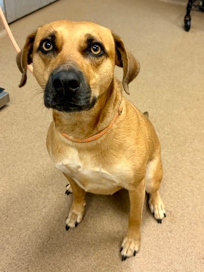 Photo of Kaori, adoptable dog in Chamblee, Georgia