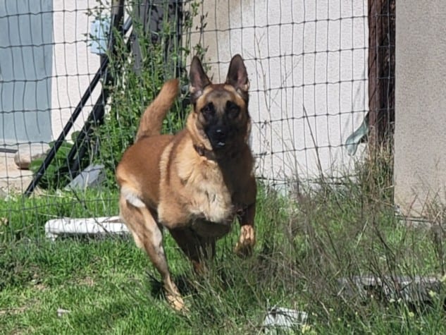 Photo of Maude, adoptable Mixed Breed in Santa Fe, New Mexico