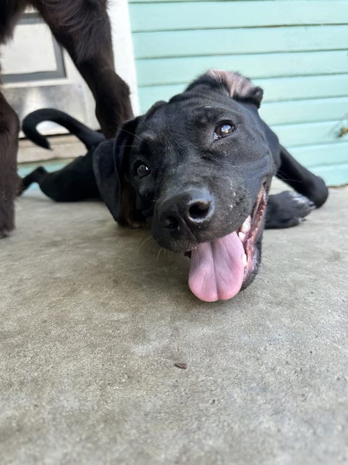 Photo of Dollop, adoptable American Pit Bull Terrier in Germantown, Ohio