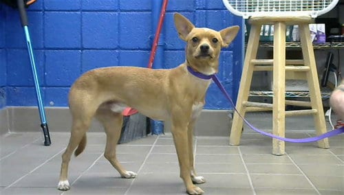 Photo of Pablo, adoptable Chihuahua in Albuquerque, New Mexico