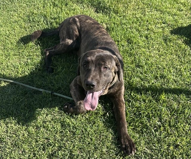 Photo of Senior Mastiff mix, adoptable Mastiff mix in Devore, California