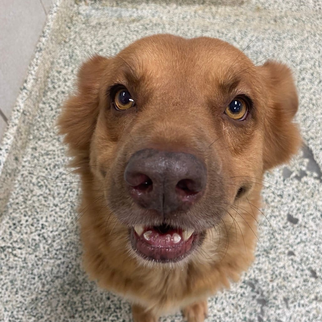 Photo of Sephora, adoptable Mixed Breed (Medium) in Houston, Texas