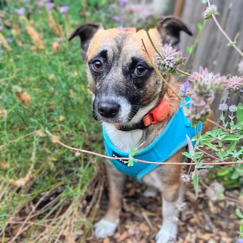 Photo of Rocko, adoptable Terrier in Oakland, California