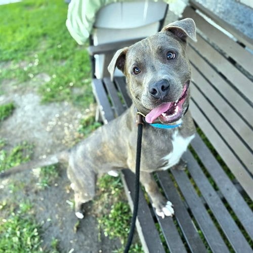 Photo of Platypus, adoptable American Staffordshire Terrier in Long Beach, California