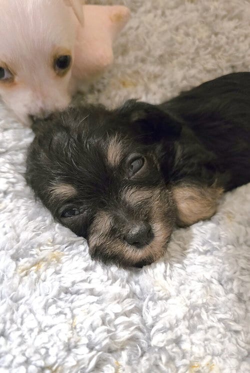 Photo of Dab, adoptable Terrier in Pacifica, California