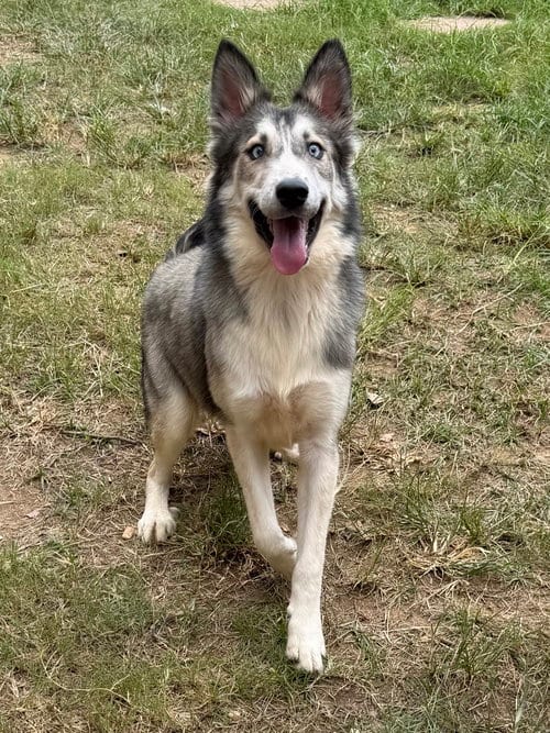 Photo of Love, adoptable Siberian Husky in Wetumpka, Alabama