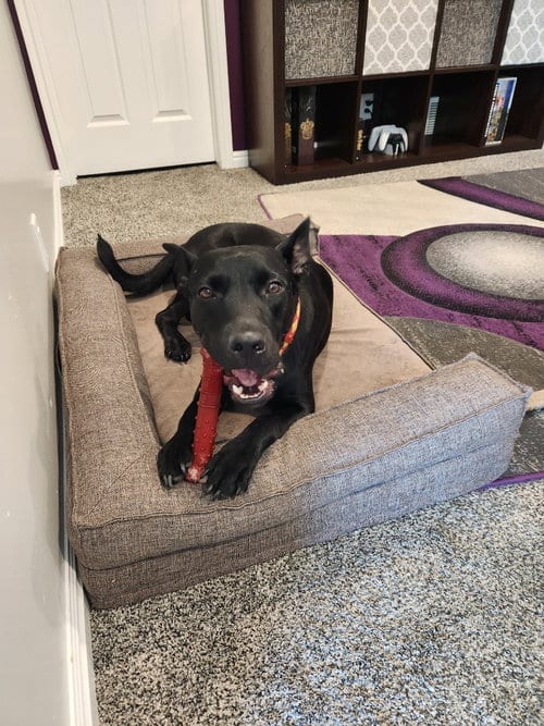 Photo of Doc, adoptable Pit Bull Terrier in Salt Lake City, Utah