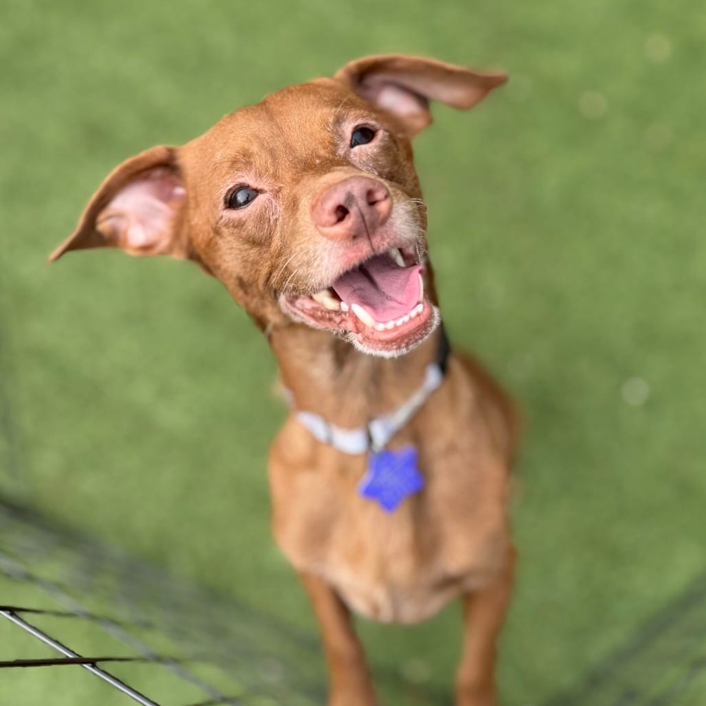 Photo of Dorito, adoptable Chihuahua / Mixed Breed (Small) in San Francisco, California