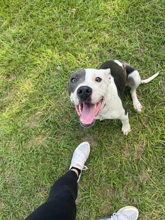 Photo of Sissy, adoptable Pit Bull Terrier in Nacogdoches, Texas