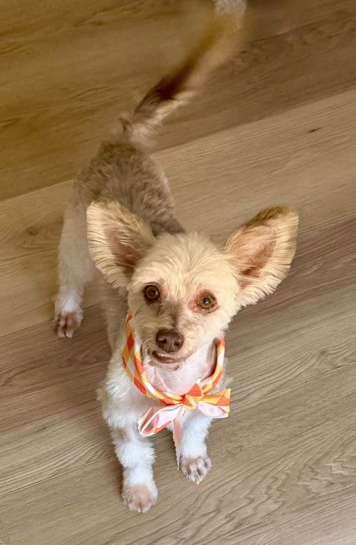 Photo of Bennett, adoptable Yorkshire Terrier Yorkie in Cave Creek, Arizona
