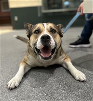 Photo of Rosie, adoptable German Shepherd Dog in Los Angeles, California