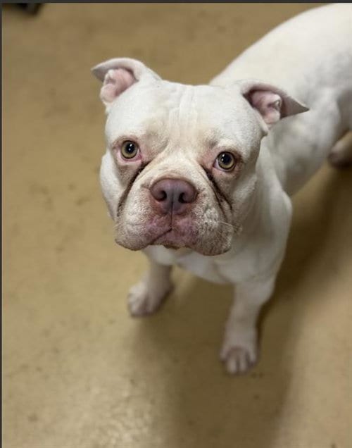 Photo of Barebell, adoptable English Bulldog in Chula Vista, California