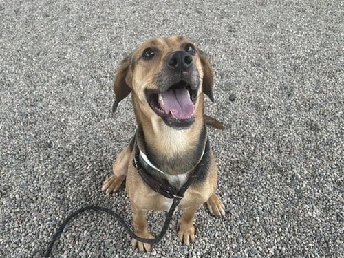 Photo of Primrose, adoptable Black and Tan Coonhound in Mesa, Arizona