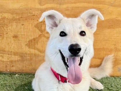 Photo of Sunnie, adoptable dog in Georgetown, Texas