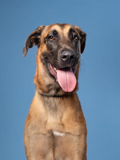 Photo of Rallo, adoptable dog in Atlanta, Georgia