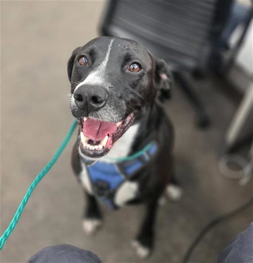 Photo of Jessie, adoptable Labrador Retriever in Dallas, Texas