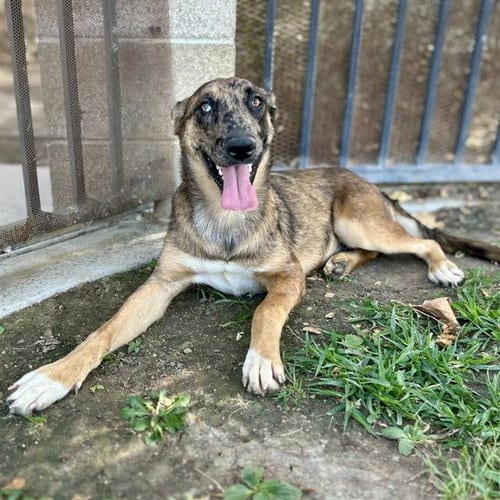 Photo of Sylveon, adoptable Belgian Shepherd Malinois in Riverside, California