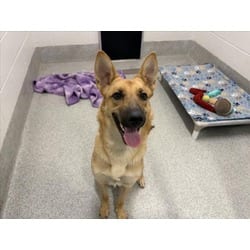 Photo of Layla, adoptable German Shepherd Dog in Loveland, Colorado