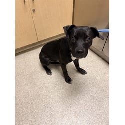 Photo of Opal, adoptable Labrador Retriever in Jurupa Valley, California