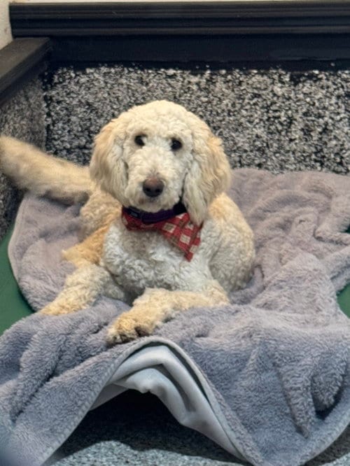 Photo of Mac, adoptable Poodle (Standard) in Leavenworth, Kansas