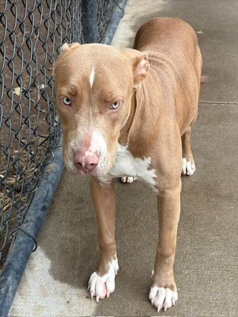 Photo of Robin, adoptable Pit Bull Terrier in Tulsa, Oklahoma