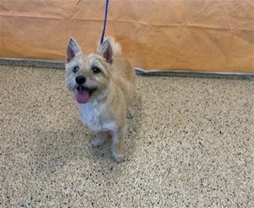 Photo of Cookie, adoptable Cairn Terrier in Miami, Florida
