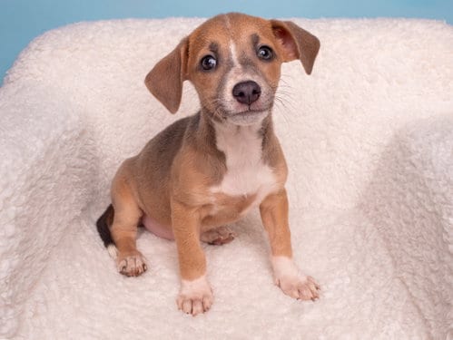 Photo of End: Tush, adoptable Beagle in Romoland, California