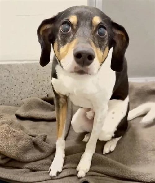 Photo of Dakota, adoptable Treeing Walker Coonhound in Houston, Texas