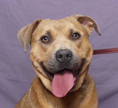 Photo of Peach, adoptable Pit Bull Terrier in Ukiah, California