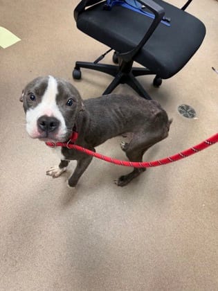 Photo of Levison, adoptable dog in Chamblee, Georgia