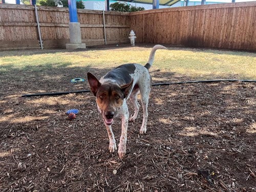 Photo of Ranger, adoptable Australian Cattle Dog/Blue Heeler in Plano, Texas
