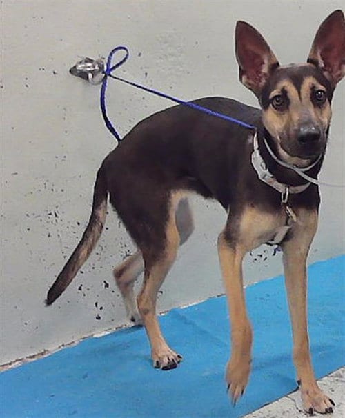 Photo of Marisa, adoptable German Shepherd Dog in Houston, Texas