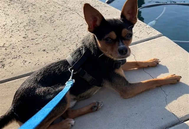 Photo of Senior Chihuahua - Smooth Coated mix, adoptable Chihuahua - Smooth Coated mix in Devore, California