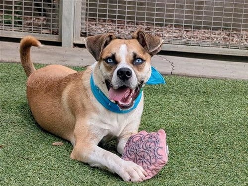Photo of Peanut, adoptable Boxer in San Pedro, California