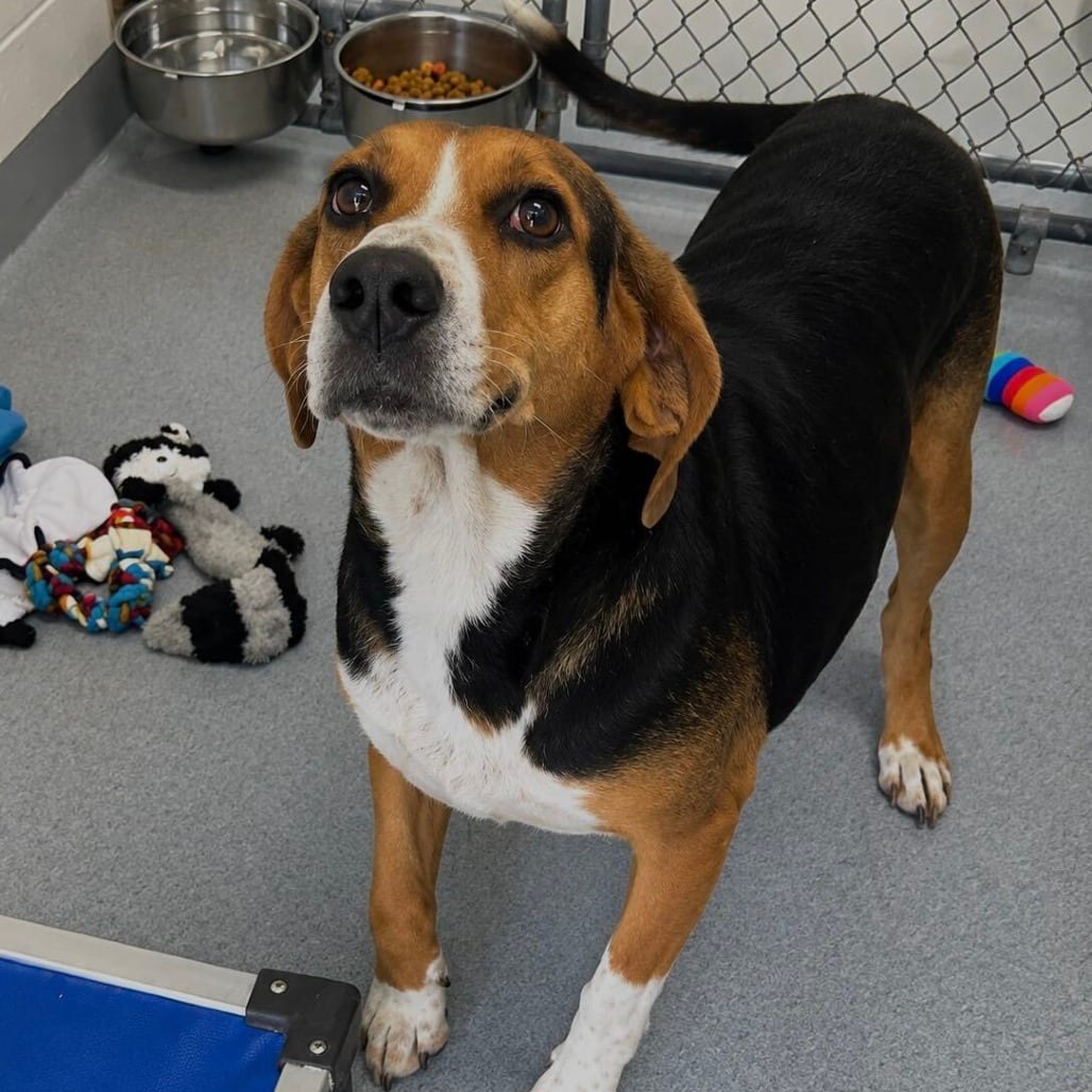 Photo of Precious, adoptable Coonhound, Treeing Walker