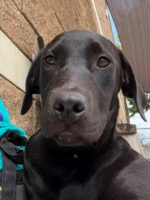 Photo of Sasha, adoptable Pit Bull Terrier in Tulsa, Oklahoma