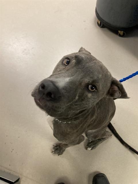Photo of Stacks, adoptable Pit Bull Terrier in Dallas, Texas