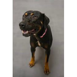 Photo of Theo, adoptable Mixed Breed (Medium) in Georgetown, Delaware
