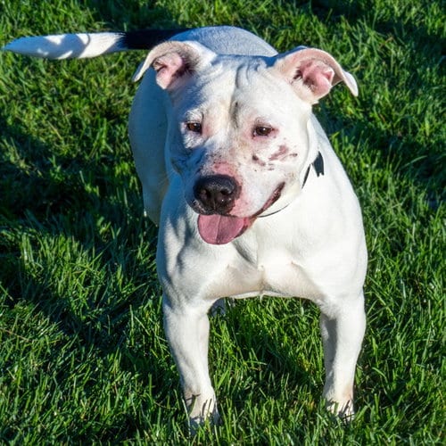 Photo of Dazzle, adoptable Pit Bull Terrier in Maryland, Missouri