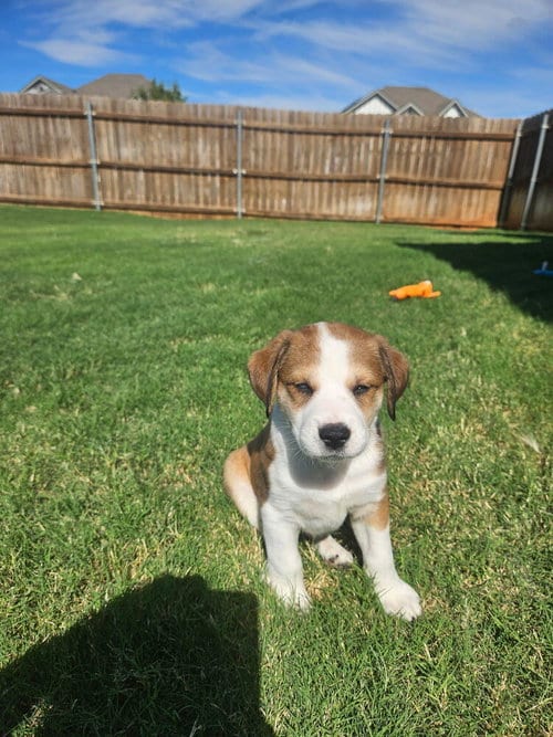 Photo of Oak, adoptable Border Collie in OKLAHOMA CITY, Oklahoma