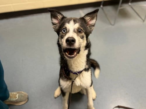 Photo of Walker, adoptable Siberian Husky in Denver, Colorado