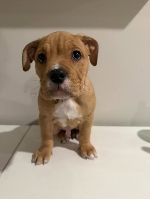 Photo of Collins, adoptable English Bulldog in St. Louis Park, Minnesota