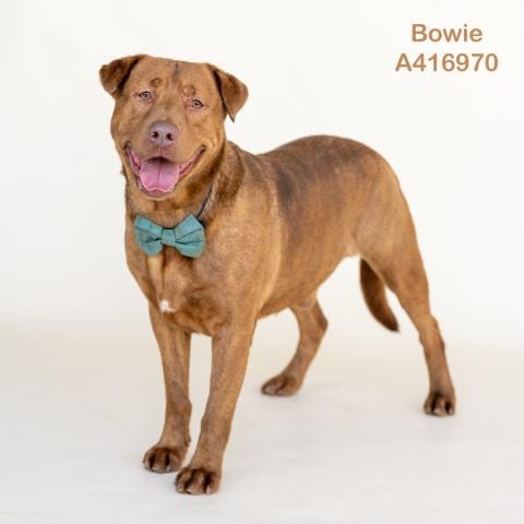 Photo of Bowie, adoptable Labrador Retriever in Conroe, Texas