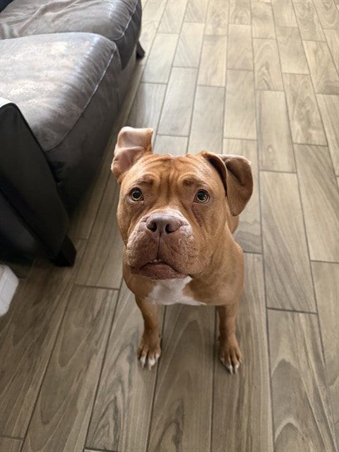Photo of Sweets, adoptable Mastiff in Albuquerque, New Mexico