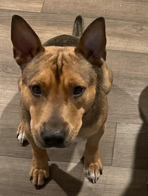 Photo of Rex, adoptable Staffordshire Bull Terrier in Pasadena, Texas