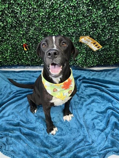 Photo of West, adoptable American Pit Bull Terrier in Corpus Christi, Texas
