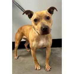 Photo of Ouiser Boudreaux, adoptable Mixed Breed (Medium) in Georgetown, Delaware