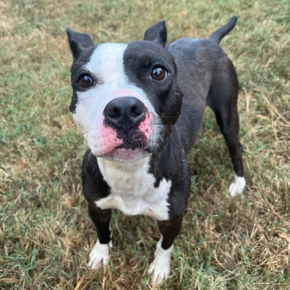 Photo of Tova, adoptable Mixed Breed (Medium) in Chattanooga, Tennessee